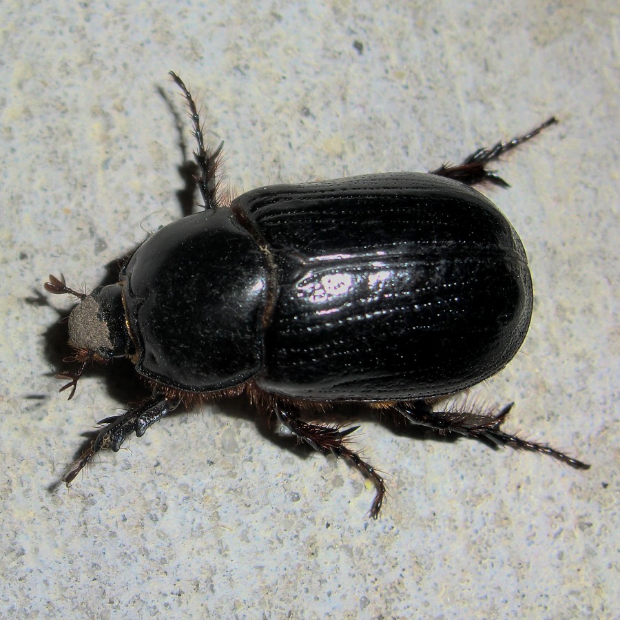 Dynastine Beetle - female