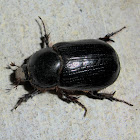 Dynastine Beetle - female