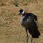 Grey Crowned Crane