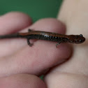 Eastern Red-Backed Salamander