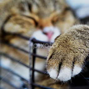 sleep cat by 思远 郭 - Animals - Cats Portraits