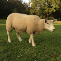 Lleyn sheep
