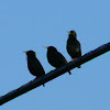 Spotless starling