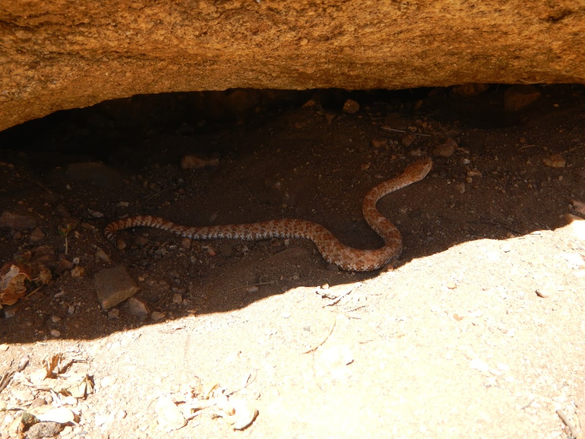 Serpiente de Cascabel