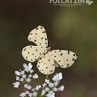 Sulphur Metalmark