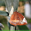 Common Palmfly butterfly