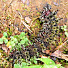 Caterpillar - Buck Moth Caterpillar