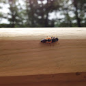 Multicolored Asian lady beetle (larva)