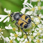 Bee beetle or Trichie à bandes or Gebänderter Pinselkäfer