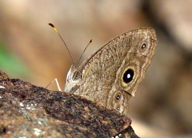 Grizzled bush brown