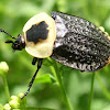 American Carrion Beetle.