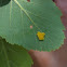 Leaf eating beetle eggs