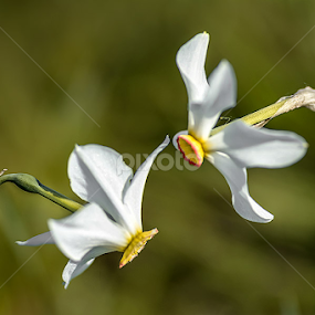 Talking  by Ioan Todor - Flowers Flowers in the Wild