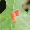 woolly oak gall