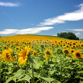 Sunflower field by Michael Schwartz - Flowers Flowers in the Wild