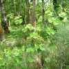 Euphorbia hojas