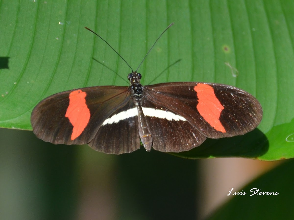 Crimson-patched Longwing
