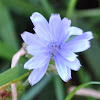 Chicory