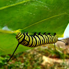 Monarch Butterfly catepillar