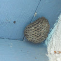 Paper Wasp Nest