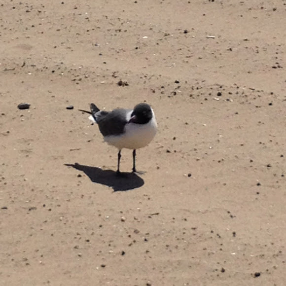 Spotting Image 1