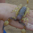 Scorpions in Namibia