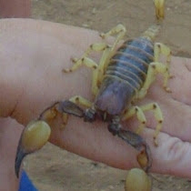 Scorpions in Namibia