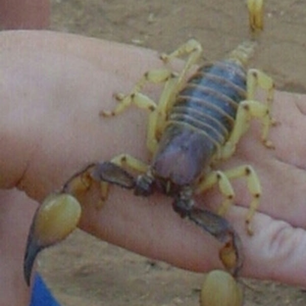 Scorpions in Namibia Project Noah