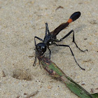 Common thread-waisted wasp