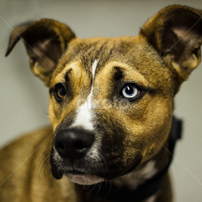 Carson the Shelter Dog by Tonya Sheetz - Animals - Dogs Portraits