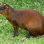 Agouti