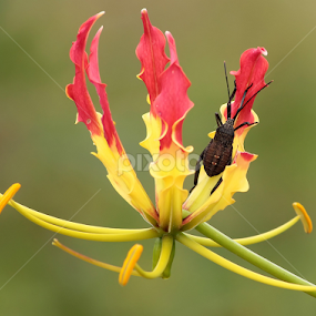 by Hindra Komara - Flowers Flowers in the Wild