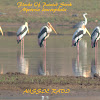 Flocks of Painted Stork