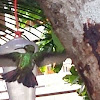 Honduras Emerald Hummingbird