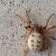 Furrow Spider (female, pale morph)