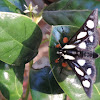 Eight-spotted Forester Moth