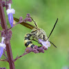 Scoliid wasp (m)