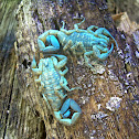 Scorpions under UV Light