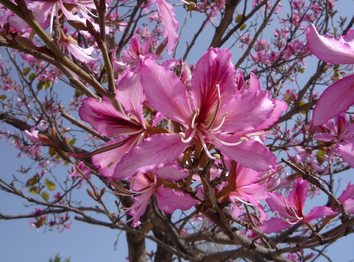 Falsa caoba o pata de vaca