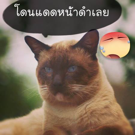 【免費社交App】เม้นท์ เฟส ฮาๆ ตลกๆ-APP點子