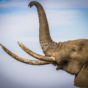 by Nigel Atkins - Animals Other Mammals