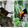 Toche Picodeplata / Flame-rumped Tanager