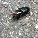 Bess Beetle, Horned Passalus