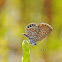 Eastern pygmy blue butterfly