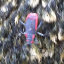 Red-shouldered bug
