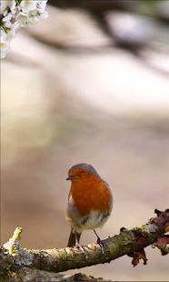 A Living Wallpaper - Robin Screenshots 4