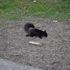 black squirrel