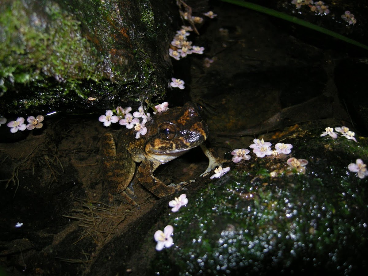 Giant Spiny Frog