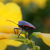 Conchuela Bug