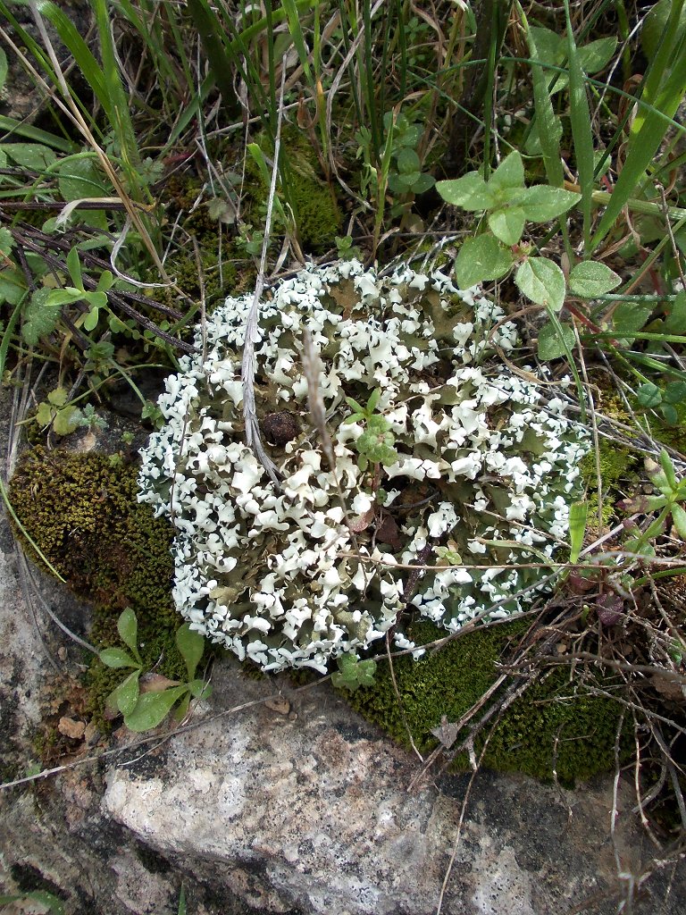 White leafy lichen